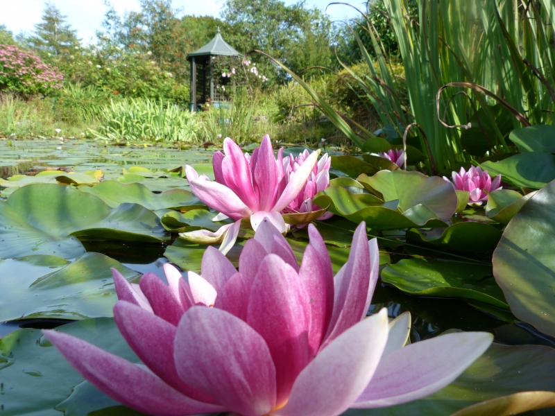 Bwlch y Geuffordd Gardens